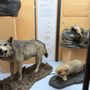 Zoologisches Forschungsmuseum Alexander Koenig