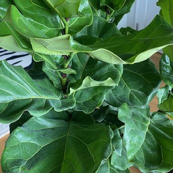 Dahing Plants - FLF! - Florists Near Me - New York, New York Dahing Plants - FLF! - Florists Near Me - New York, New York