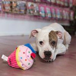 Woof Gang Bakery & Grooming Berwick