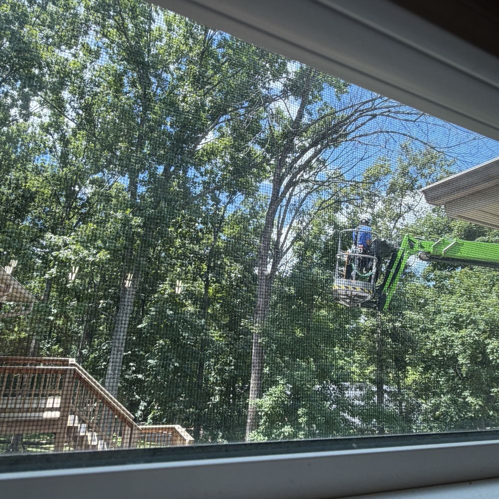 Rooted Tree Care - Getting after these dead trees! - Tree Services Near Me - Mount Juliet, Tennessee Rooted Tree Care - Getting after these dead trees! - Tree Services Near Me - Mount Juliet, Tennessee