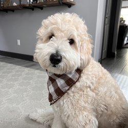 SouthernCaDoodles