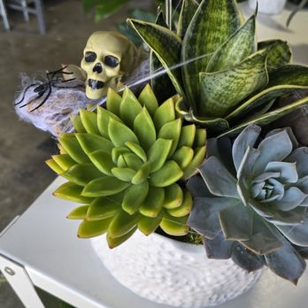 Enchanted Florist - Halloween Succulent arrangement - Florists Near Me - Los Alamitos, California
