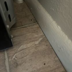 Plymouth Gardens - Mouse droppings