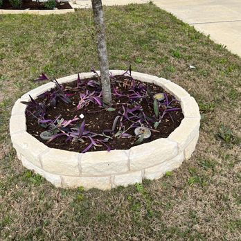 Gold Star Landscaping - a tree planted in a flower bed - Landscaping Near Me Gold Star Landscaping - a tree planted in a flower bed - Landscaping Near Me