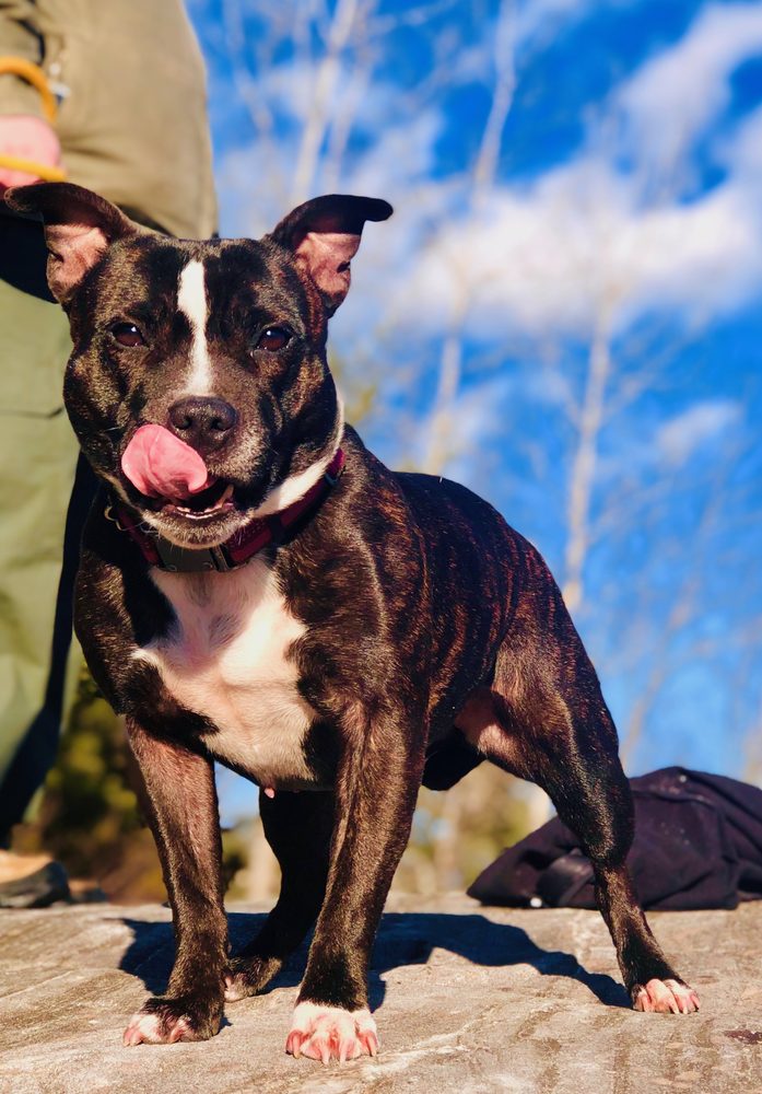 Working Dog Home Inspection - mold inspector in Raymond, NH