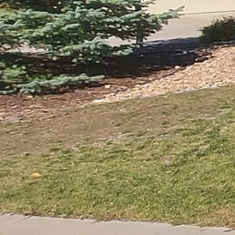 Before: the front lawn needing replacing. Before: the front lawn needing replacing.