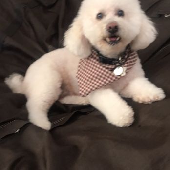 Spa 4 Paws - Bichon Frise/Poodle Chewy - Pet Groomers Near Me - Stockton, California