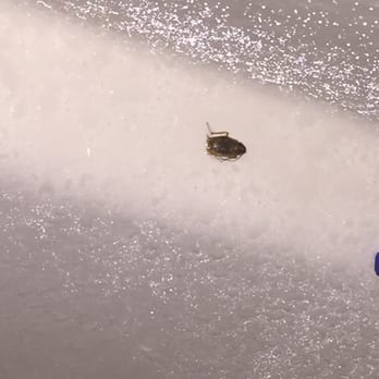 Serrano Highlands - Cockroach - Apartments Near Me - Lake Forest, California