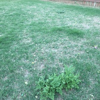 All Turf - Treated lawn - Lawn Services Near Me - Loganville, Georgia