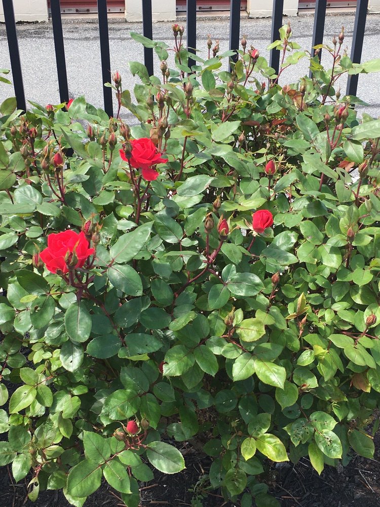 SELF STORAGEONE MIDDLE RIVER Updated May 2024 14 Photos 1010 Middle River Rd, Middle