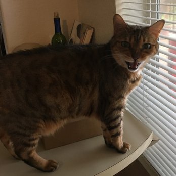 Dentistry For Animals - Veterinarians Near Me - Aptos, California