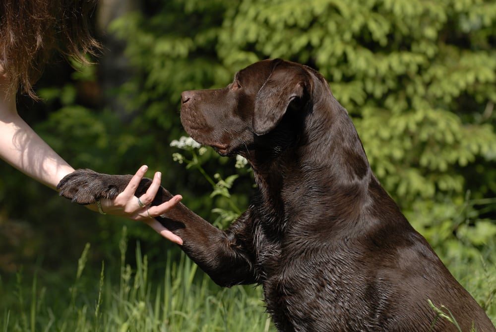 hundeschule-teamwork-attendorn-nordrhein-westfalen-germany-pet