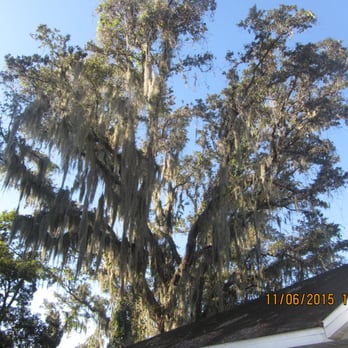 Bam Tree Service - Before - Tree Services Near Me Bam Tree Service - Before - Tree Services Near Me