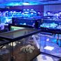 Photo of Vivid Aquariums