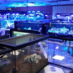 Vivid Aquariums