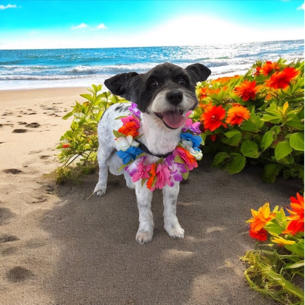 My happy dog after grooming at Gentle Hands!