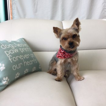 Lisa's Doghouse - We love Lisa's doghouse! - Pet Groomers Near Me - Mesa, Arizona