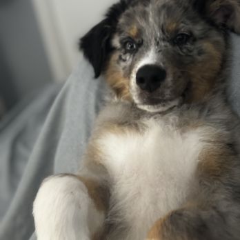 Paw-Rific Care - Pet Sitting Near Me Paw-Rific Care - Pet Sitting Near Me