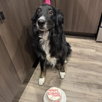 Dela's Doggy Desserts - Pet Services Near Me - West Jordan, Utah Dela's Doggy Desserts - Pet Services Near Me - West Jordan, Utah