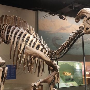 Field Museum - Museums Near Me - Chicago, Illinois
