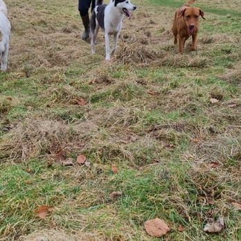 Doggy Poppins - Dog Walkers Near Me Doggy Poppins - Dog Walkers Near Me