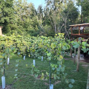 Belle River Winery - Right next to the vine - Wine Tasting Room Near Me - Columbus, Michigan