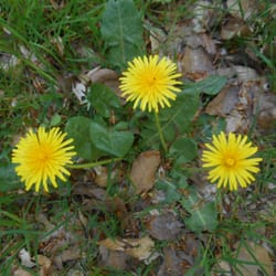 Volksdorfer Wald