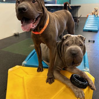 Dogtopia - Dallas and Mavis - Pet Boarding Near Me - Upland, California