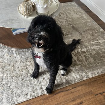 Canine Corner Grooming - After - Pet Groomers Near Me - Pickering, Ontario