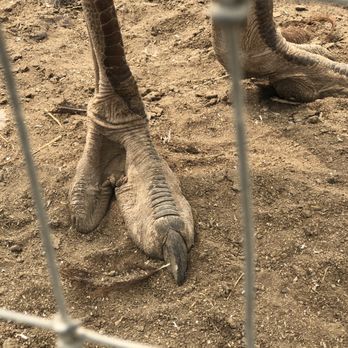 Ostrichland USA - Attraction Farms Near Me - Solvang, California Ostrichland USA - Attraction Farms Near Me - Solvang, California