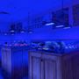 AZ Reef Monsters