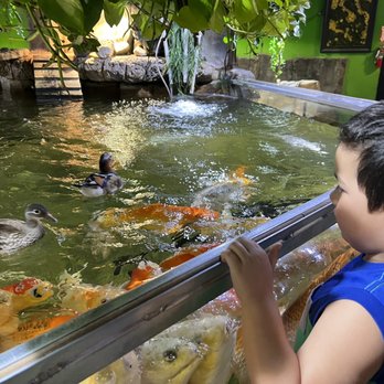 Austin Aquarium - Feeding the fish and ducks - Aquariums Near Me - Austin, Texas Austin Aquarium - Feeding the fish and ducks - Aquariums Near Me - Austin, Texas