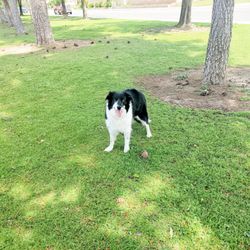Westdale Park