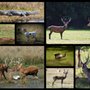 Photo of Fox Brown Outfitters