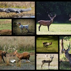 Fox Brown Outfitters - From winged shooting to native and exotic big game, Fox Brown Outfitters has something for everyone!