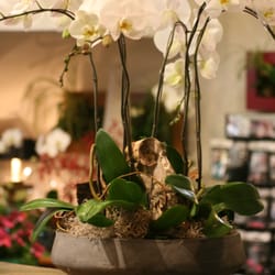 Vivio Flower Gallery - Orchid planters , great for New Year, Birthdays, Housewarming, Open House