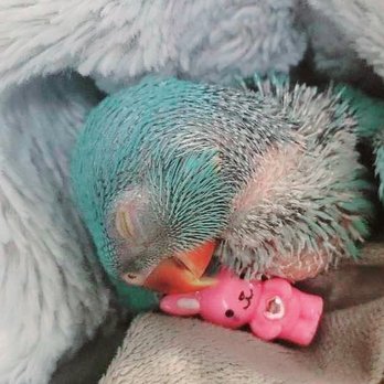 Rainers Lovebird - Pet Breeders Near Me
