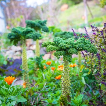 Treebones Resort - Kale growing in the garden - Resorts Near Me - Big Sur, California Treebones Resort - Kale growing in the garden - Resorts Near Me - Big Sur, California