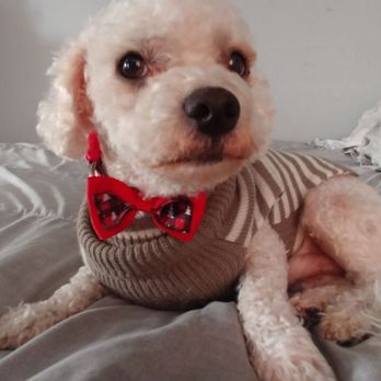 Go Go Spa - Pet Groomers Near Me - Rosemead, California Go Go Spa - Pet Groomers Near Me - Rosemead, California