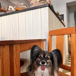Creperia La Bombarde - My dog Lorenzo chillin' in the cafe.