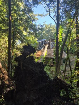 JB Tree 365 on Yelp