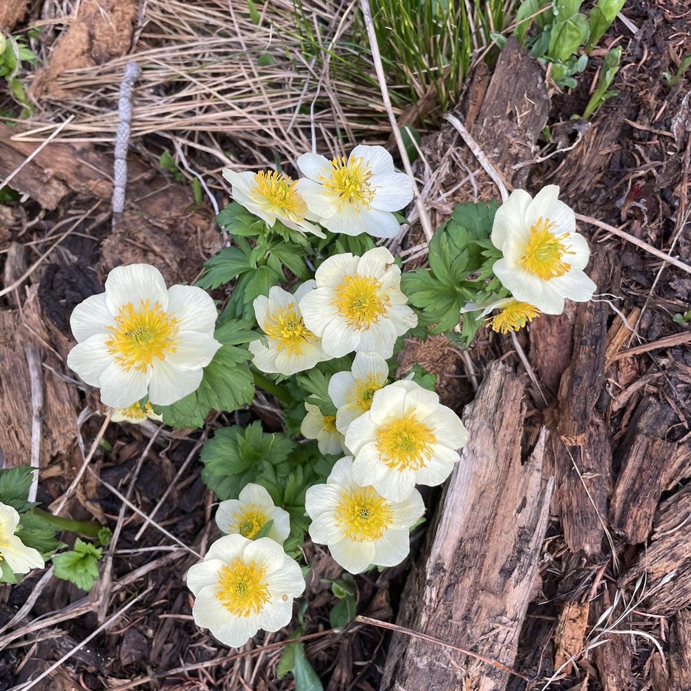 Humbolt Peak - Hiking Near Me