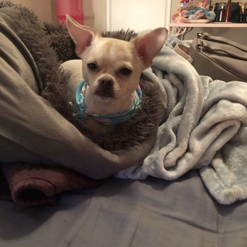 Doggie Doos Grooming - Pet Groomers Near Me - Phoenix, Arizona