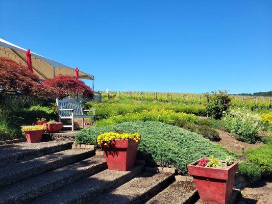 Knudsen Vineyards by null