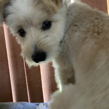 PetSmart - puppy training - Pet Stores Near Me - Sand City, California