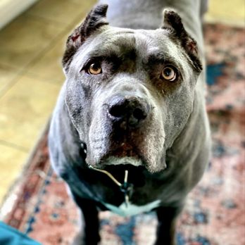 For Paws Only - Pet Groomers Near Me For Paws Only - Pet Groomers Near Me