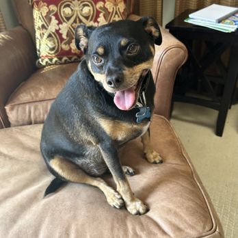 Little Wolf Canine Academy - The calm dog haven created by Raschel agrees with Ziggy!! - Dog Walkers Near Me Little Wolf Canine Academy - The calm dog haven created by Raschel agrees with Ziggy!! - Dog Walkers Near Me