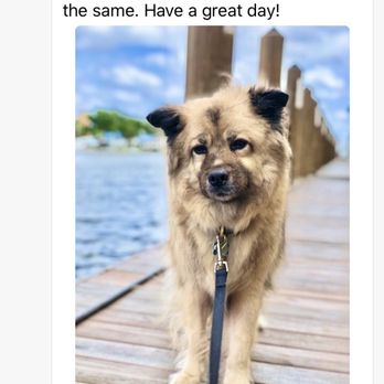 Paws'N Whiskers - Dog Walkers Near Me - Fort Lauderdale, Florida Paws'N Whiskers - Dog Walkers Near Me - Fort Lauderdale, Florida