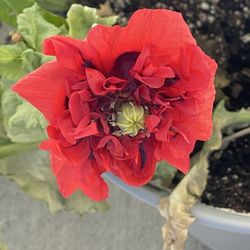 Aurora Nursery - Mi-double Shirley poppy (Papaver rhoeas)