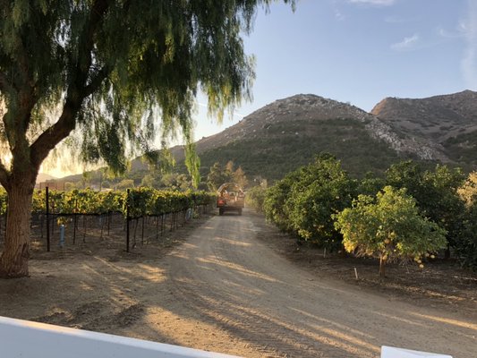 Rancho Guejito Vineyard by null